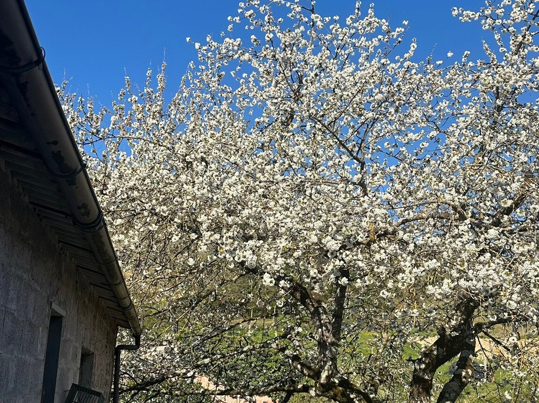 Podere Giusto