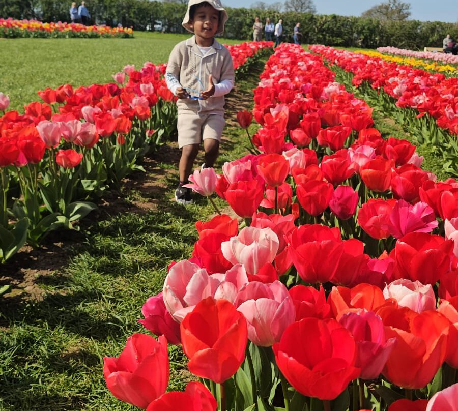 Tulleys Tulip Garden - Warwickshire-沃里克必去景点
