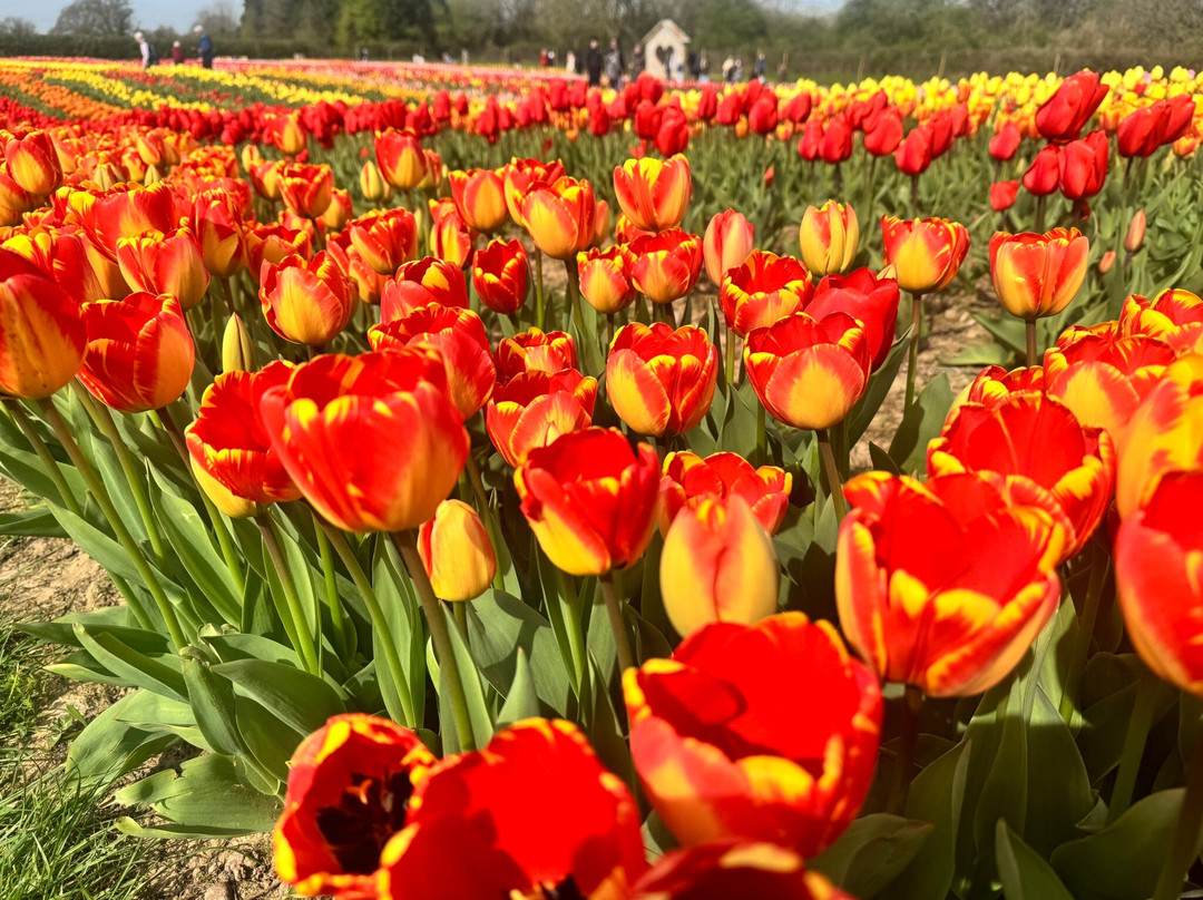 Tulleys Tulip Garden - Warwickshire-沃里克必去景点