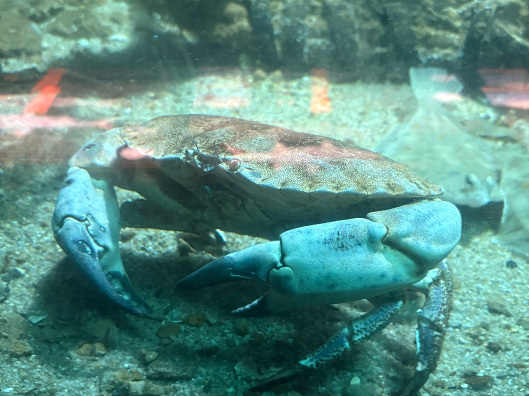 North Sea Aquarium-Vorupor必去景点