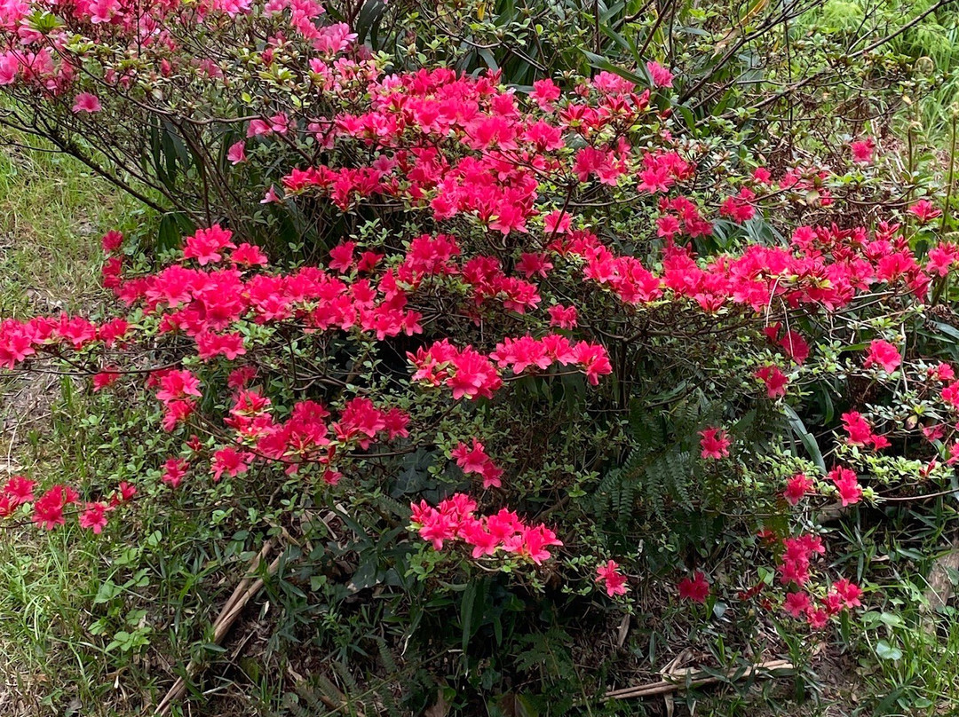 La Bambouseraie En Cévennes-Generargues必去景点