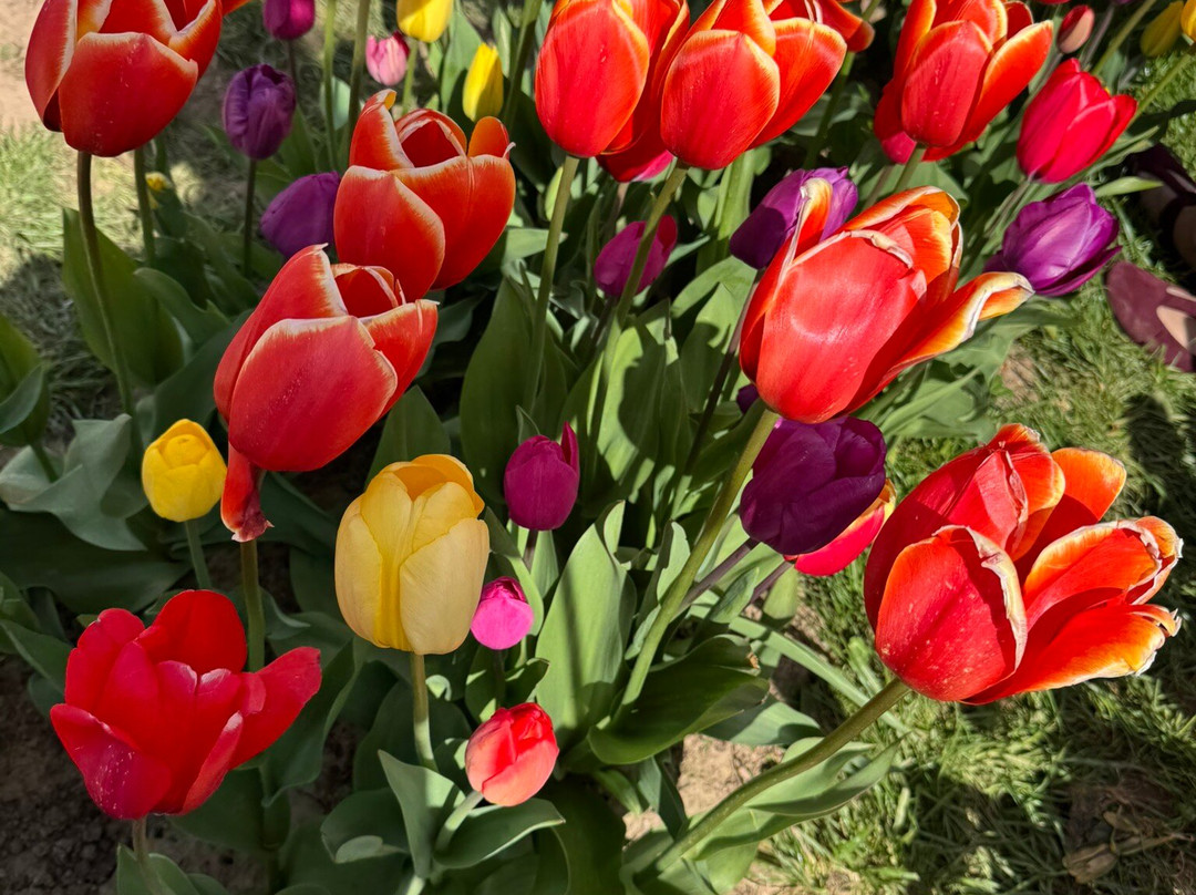 Tulleys Tulip Garden - Warwickshire-沃里克必去景点