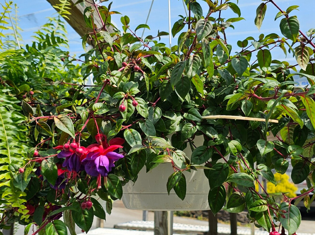 Hemphill's Garden & Aquatic Center-Fallston必去景点