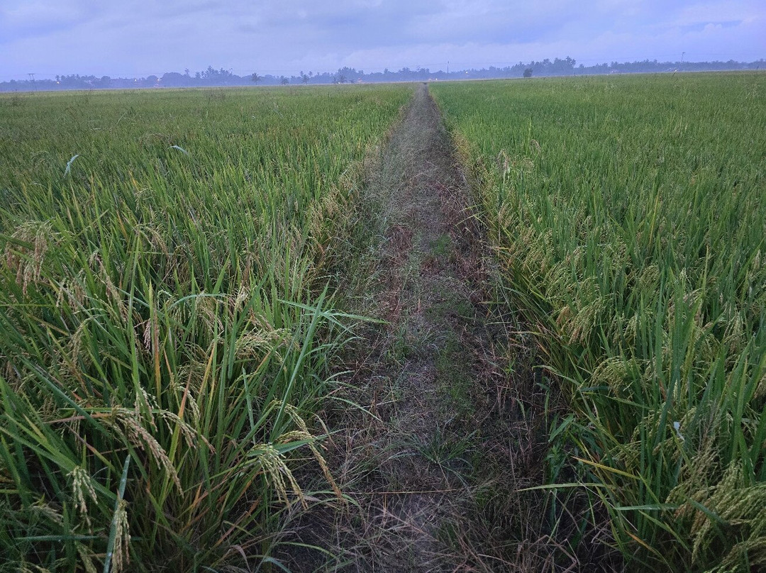 Sekinchan Paddy Field-适耕庄必去景点