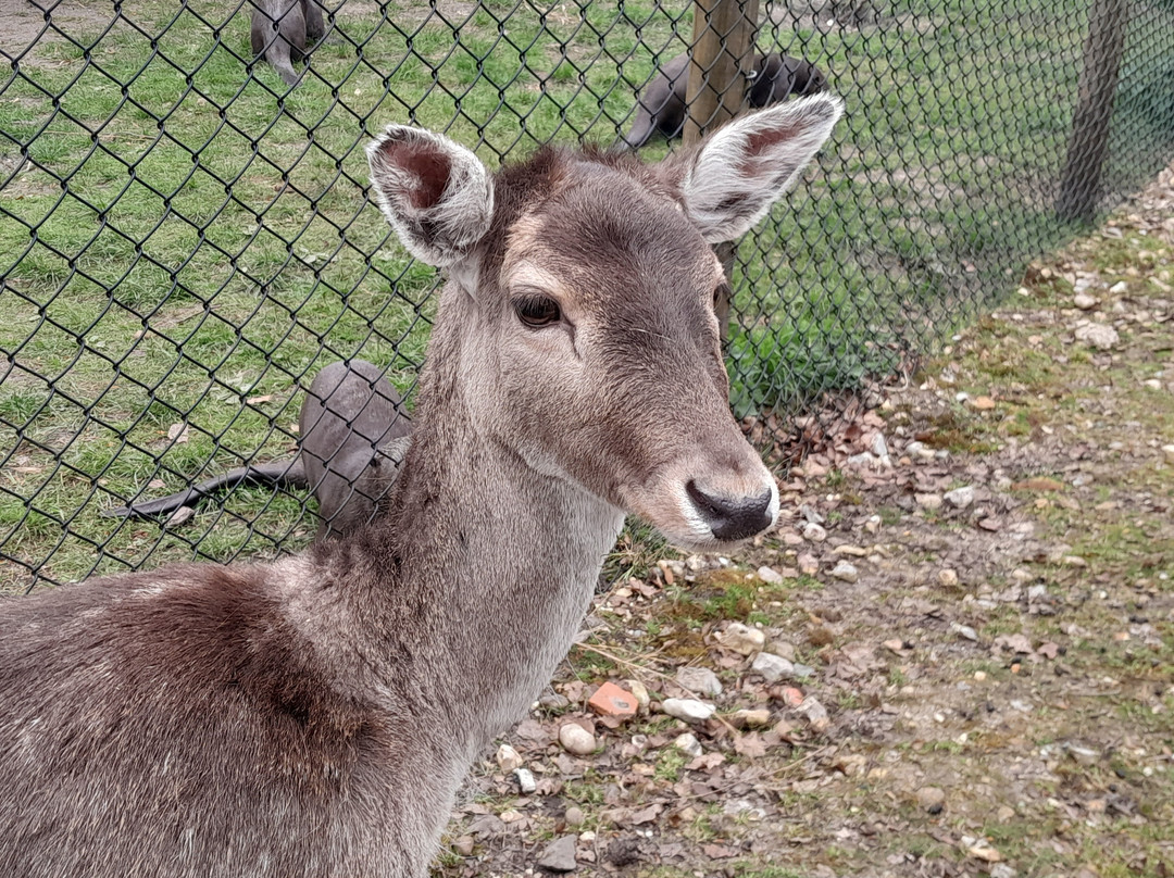 New Forest Wildlife Park-Ashurst必去景点