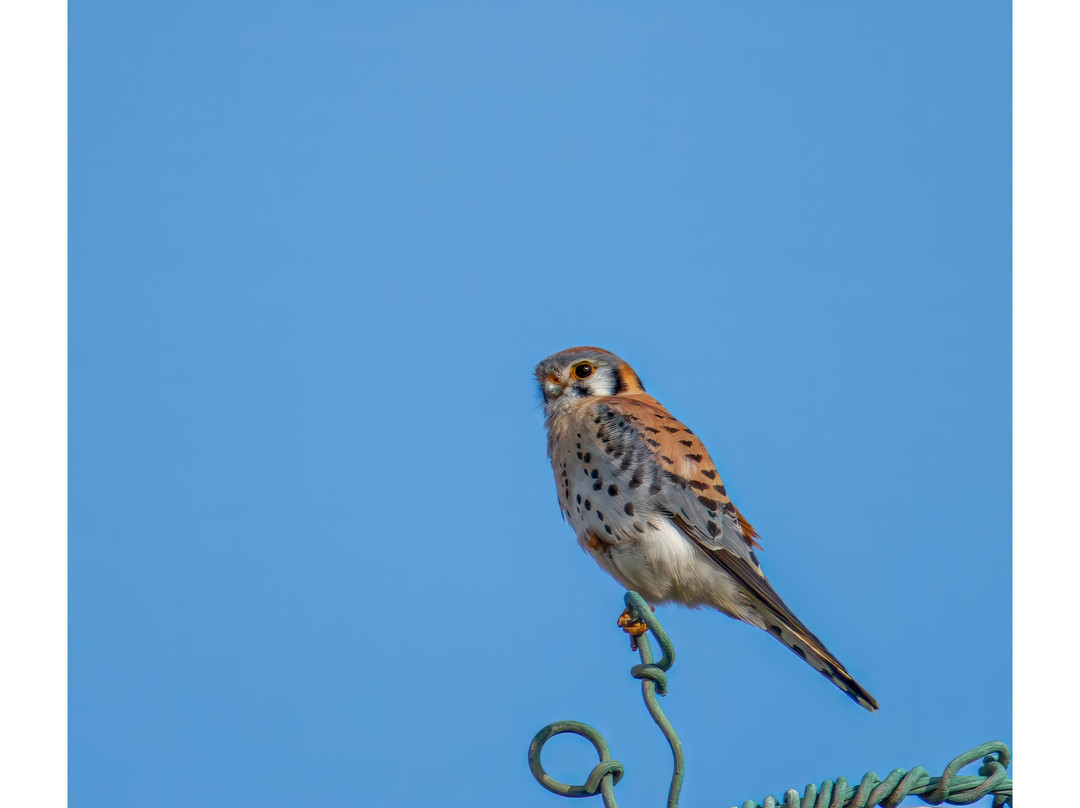 Lugares Pajarosos Birding Expeditions-拉巴斯必去景点