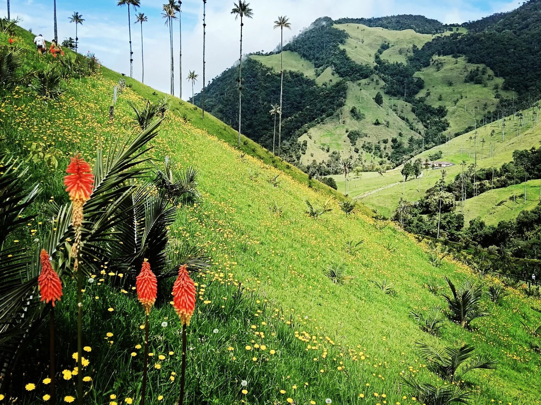 Valle del Cocora-萨伦托必去景点