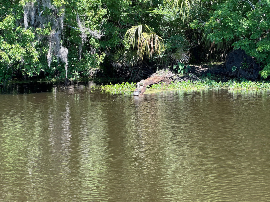 St. John's River Eco Tours, LLC-DeBary必去景点