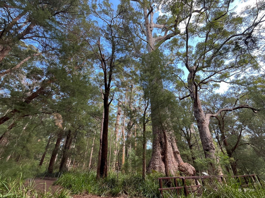 Valley of the Giants Tree Top Walk-Nornalup必去景点