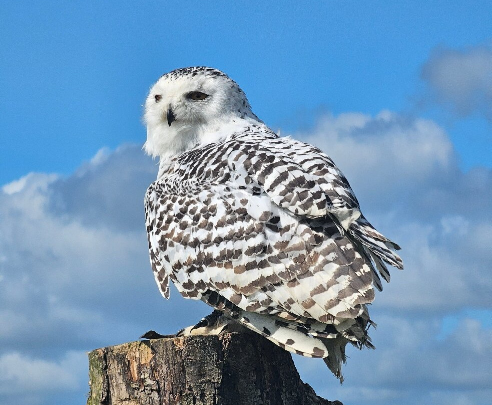 The British Bird of Prey Centre-喀麦登必去景点