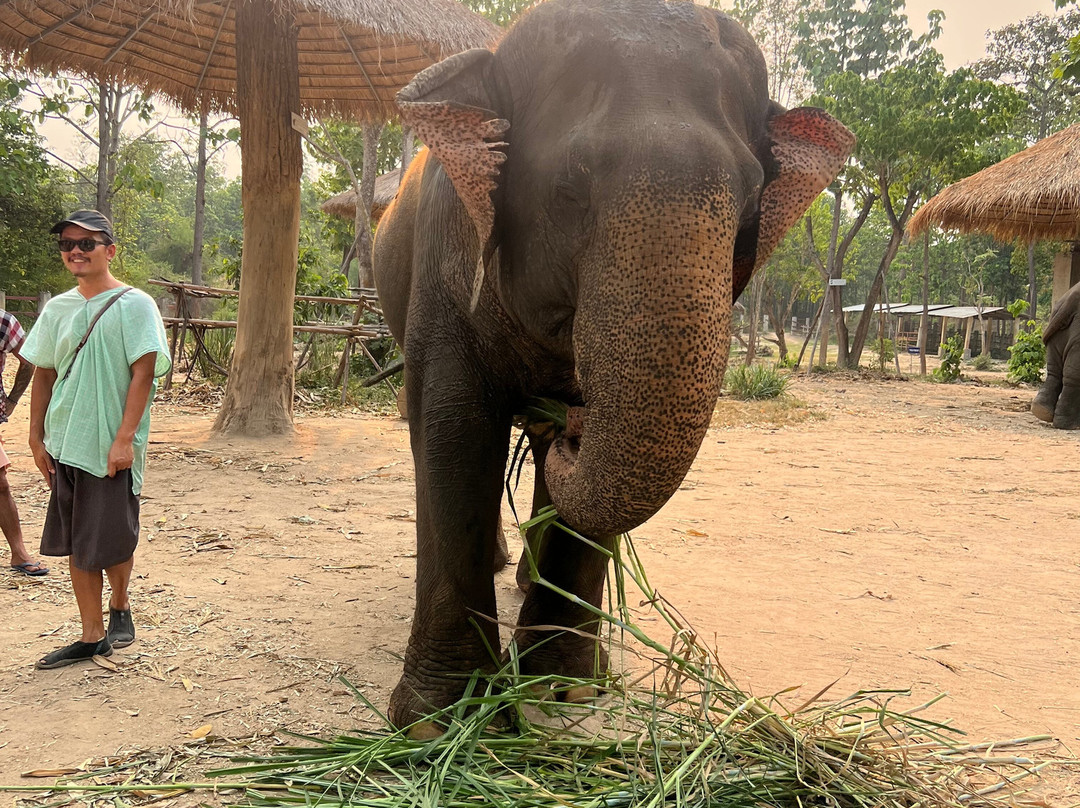 Maerim Elephant Sanctuary-夜林必去景点