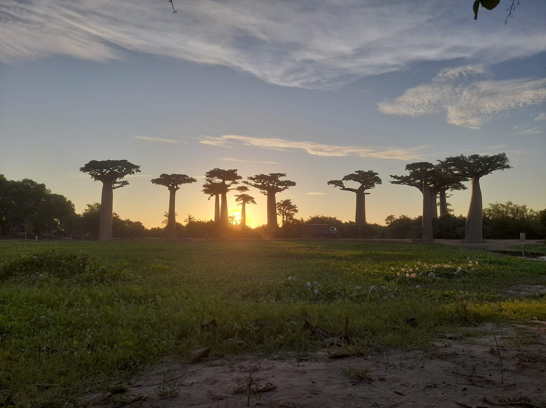 Avenue of the Baobabs-Morondava必去景点