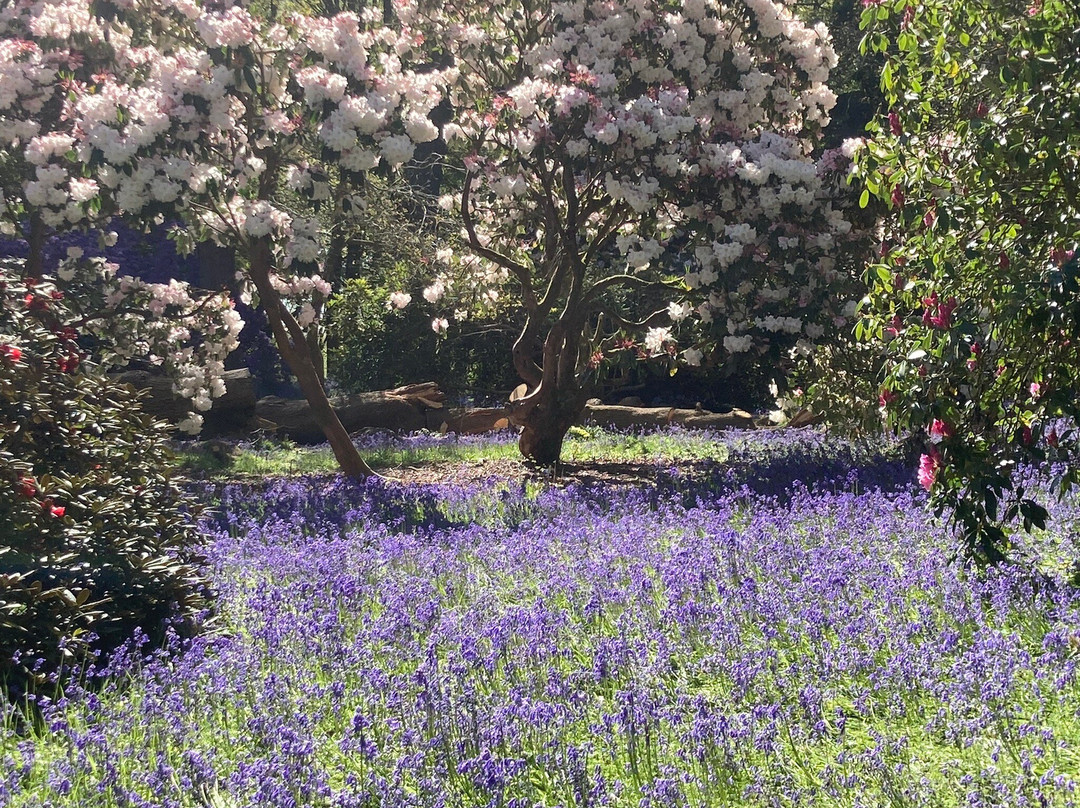 Bowood Woodland Garden-Calne必去景点
