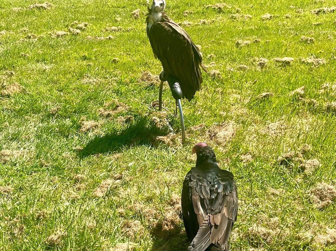 Surrey Hills Falconry-Ockley必去景点