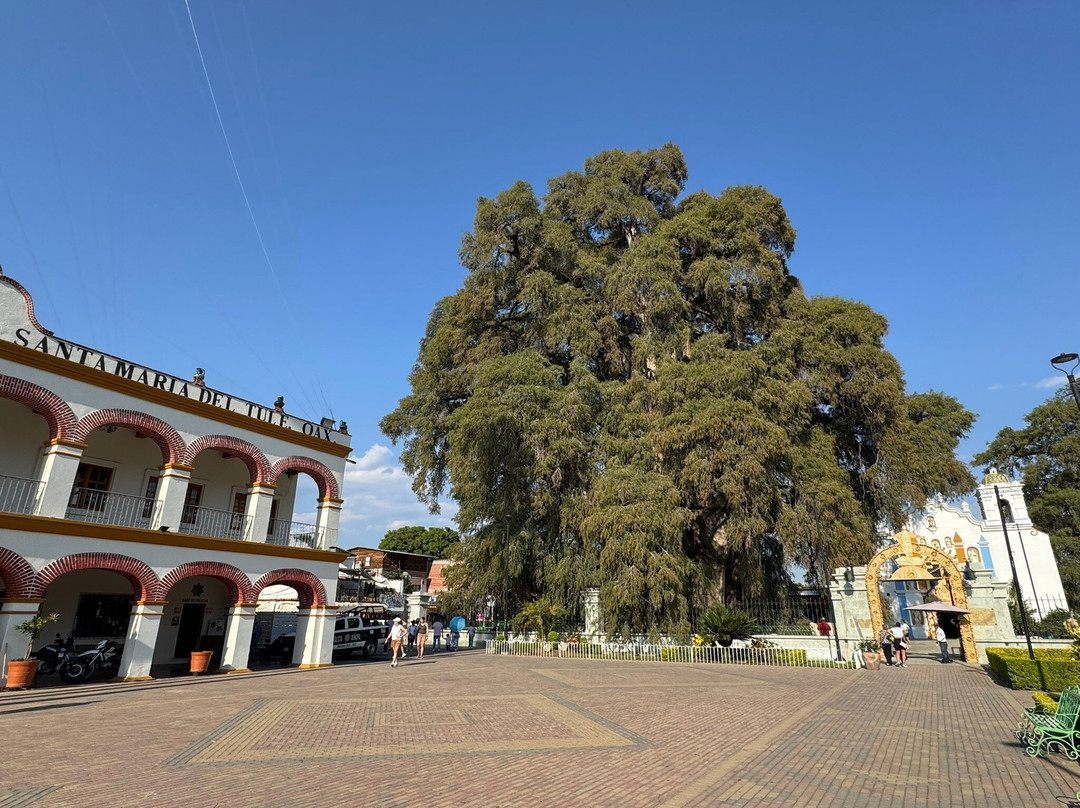 Tule Tree-Santa Maria del Tule必去景点
