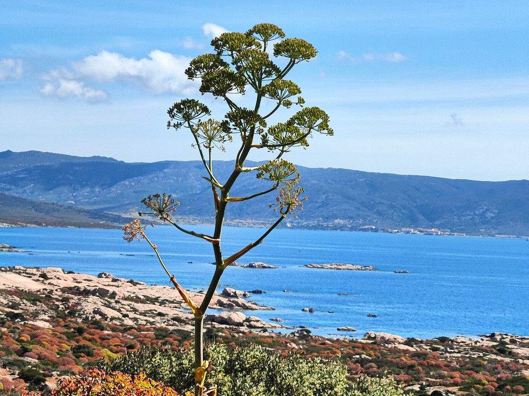 Asinara Charter Service-斯廷蒂诺必去景点