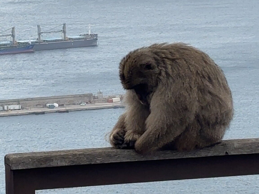 直布罗陀巨岩-Gibraltar Town必去景点