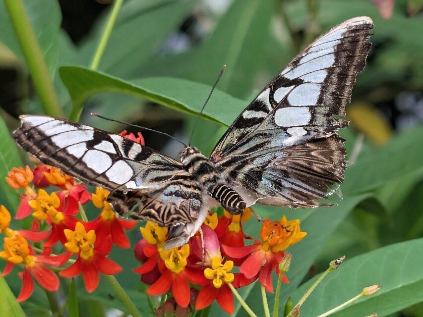 Butterfly World-斯托克顿提斯必去景点