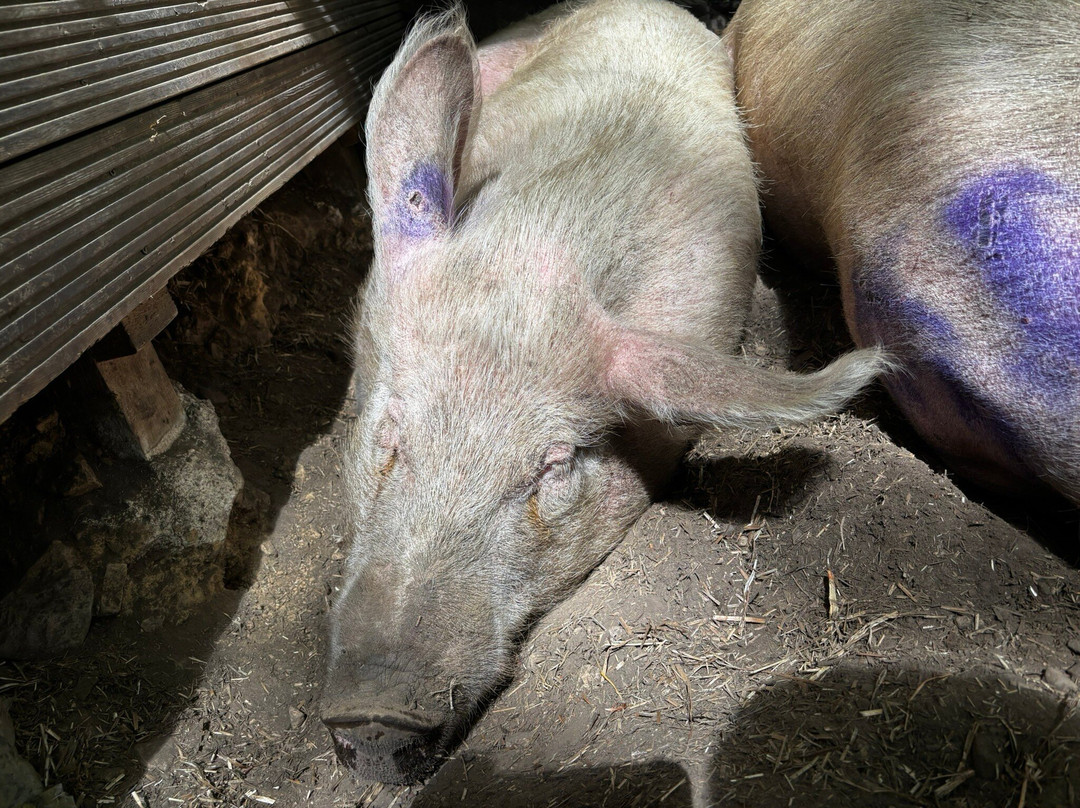 Pigs In The Wood-Huddersfield必去景点
