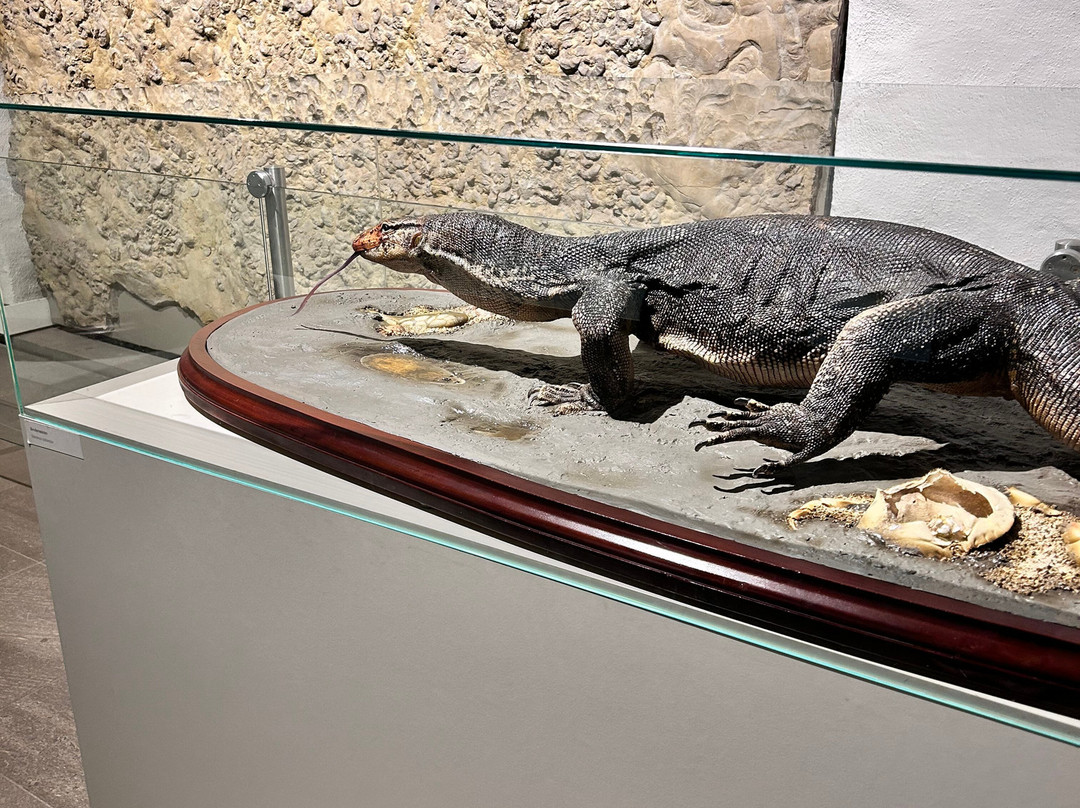 Naturkundemuseum-爱尔福特必去景点