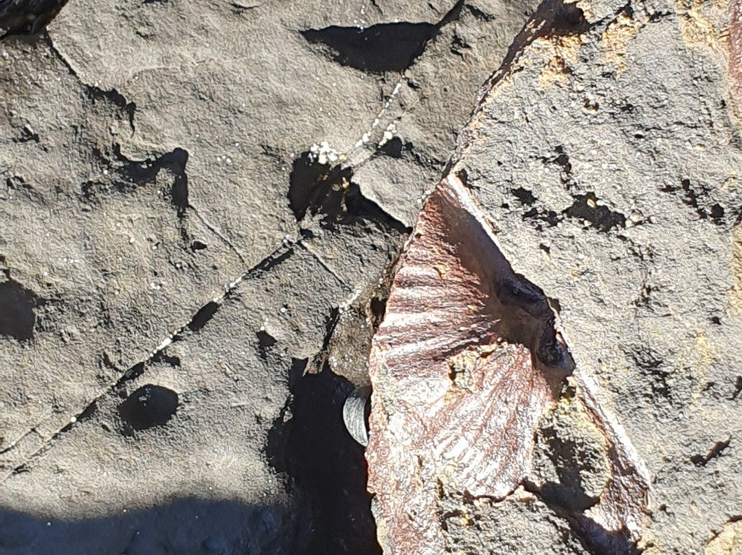 Gondwana Coast Fossil Walk-阿勒达拉必去景点