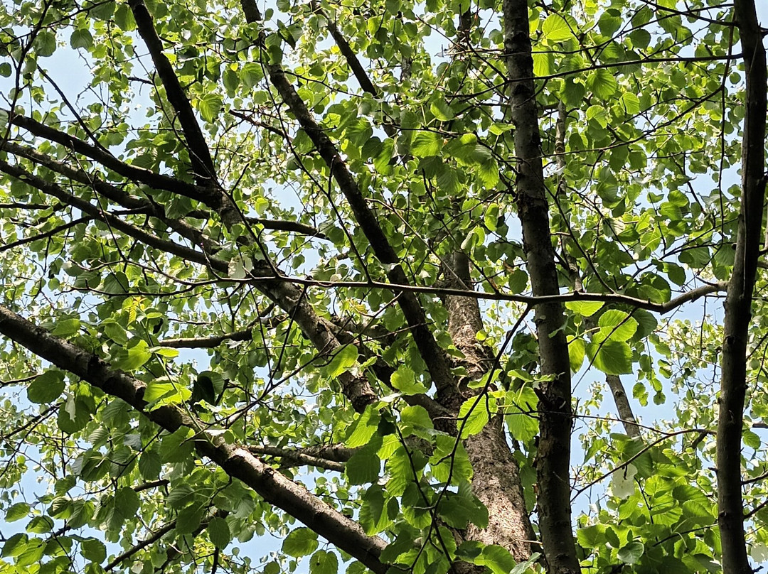 Botanical Garden Arboretum Oudenbosch-Oudenbosch必去景点