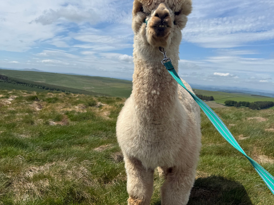Beirhope Alpacas-Hownam必去景点