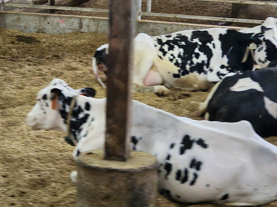 Kreider Farms-Manheim必去景点