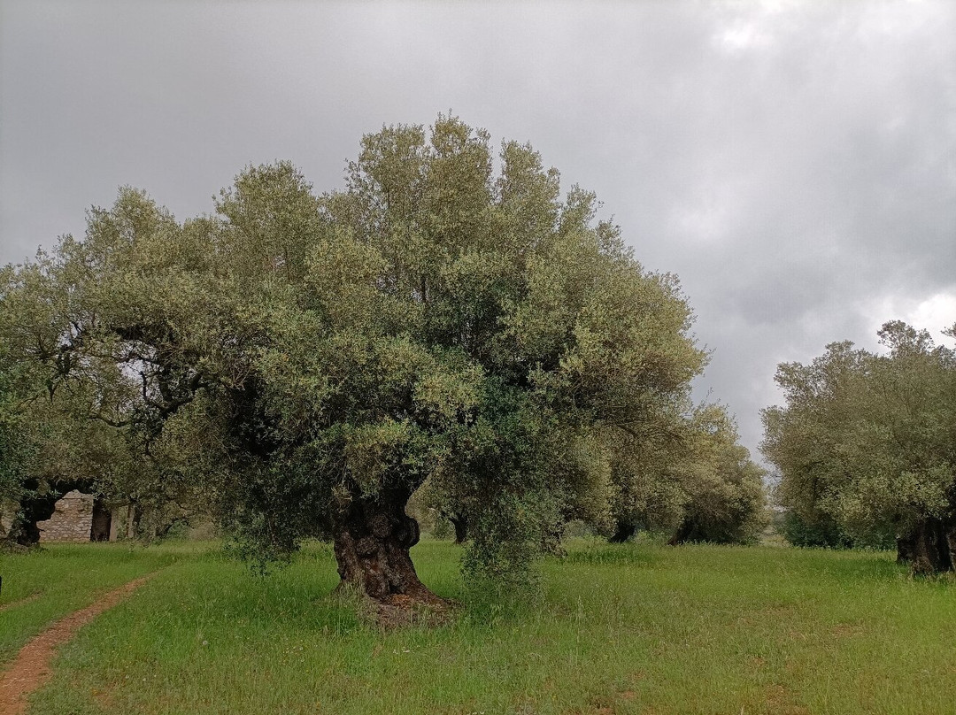 Bodegues Besalduch Valls & Bellmunt-Sant Mateu必去景点