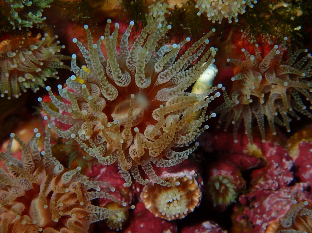 Lustrica diving-Ustica必去景点