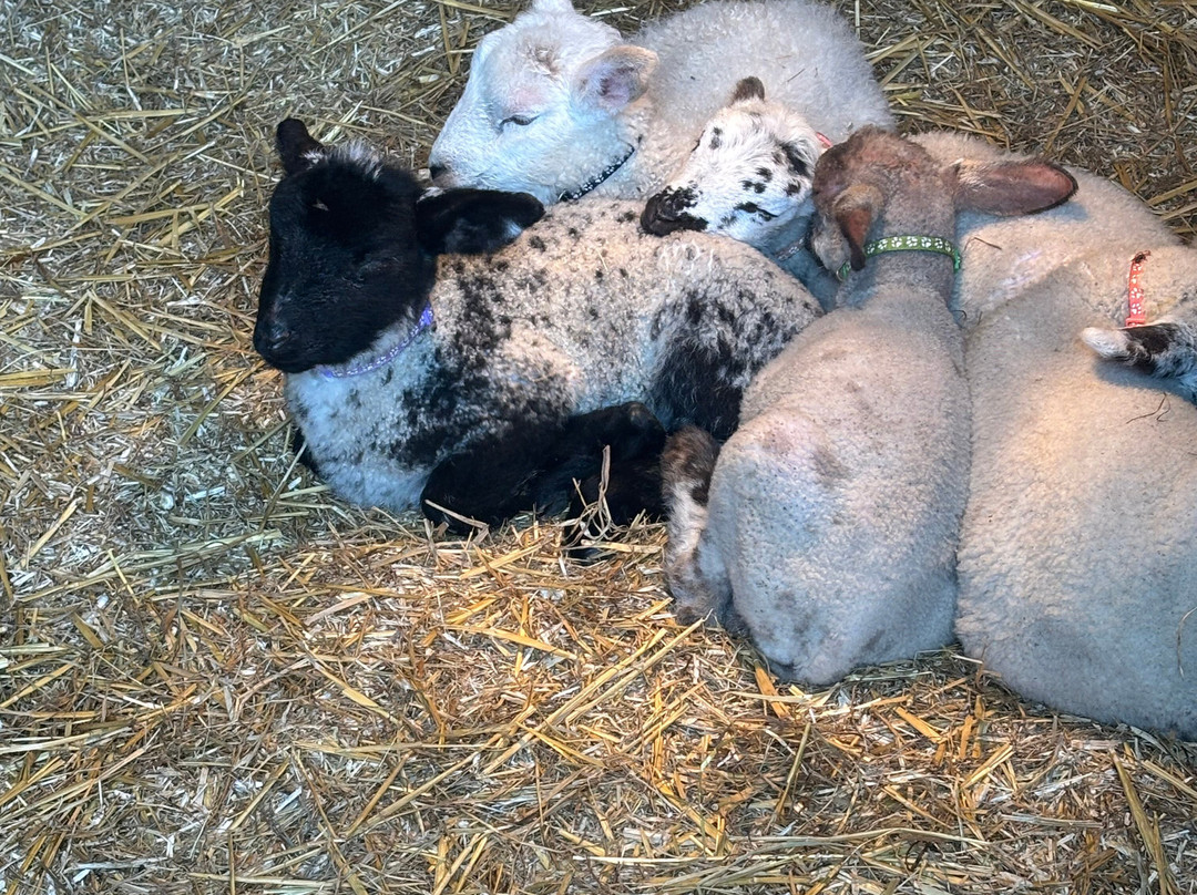 Twinnies Petting Farm-Evercreech必去景点