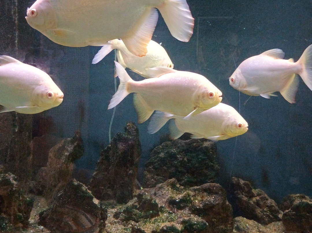 Aquarium Island Cafe Bhimtal-Bhimtal必去景点