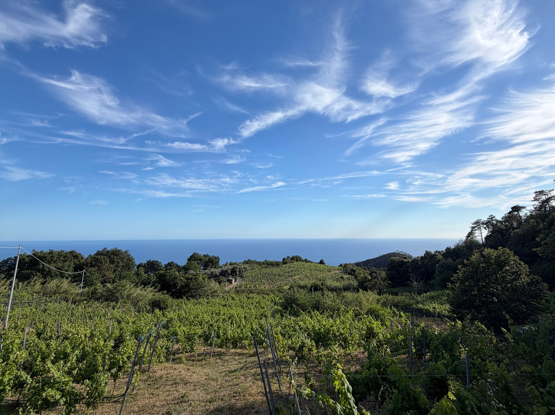 Cà Du Ferrà Wine & Tasting-Bonassola必去景点