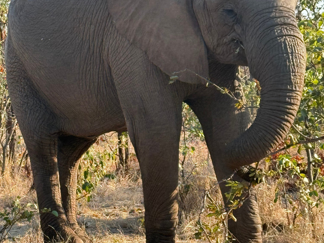 Wild Horizons Elephant Sanctuary-维多利亚瀑布必去景点