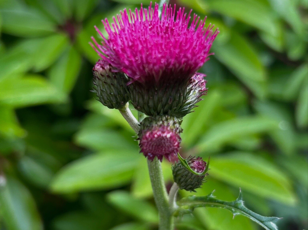 Dunvegan Castle & Gardens-Dunvegan必去景点