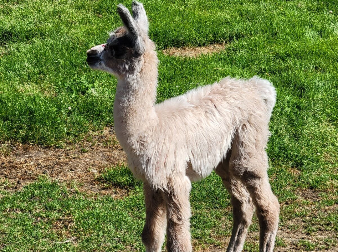 Green Apple Alpacas-奥本必去景点
