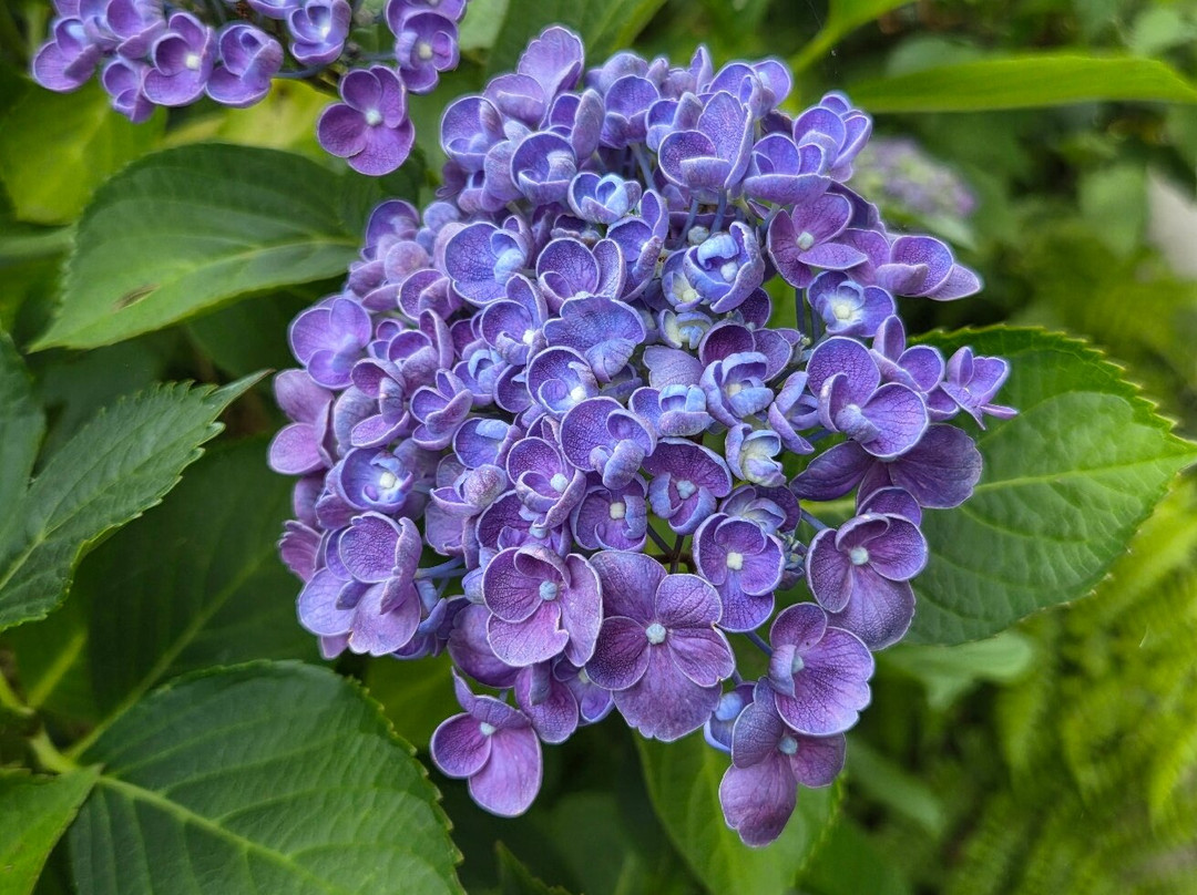 Circuit des Hortensias-Ploermel必去景点