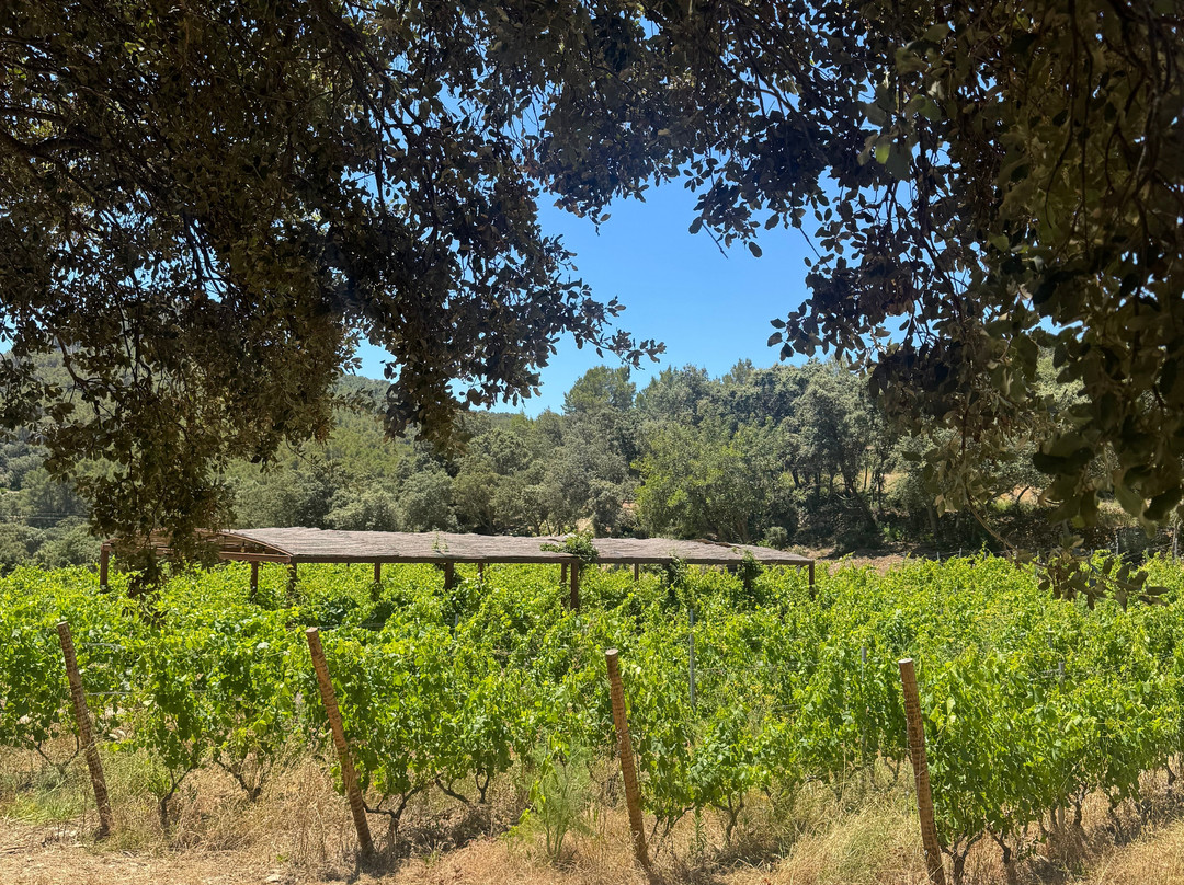 Bodega Terra Ión-Andratx必去景点