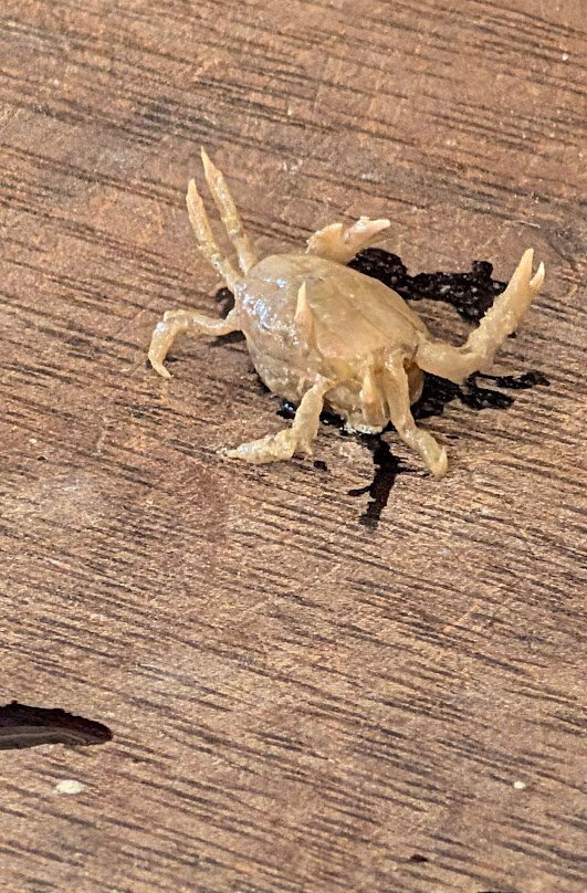 Cygnet Bay Pearl Farm Tours-Dampier Peninsula必去景点