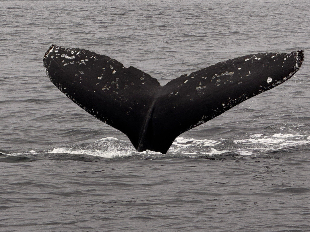 Discovery Whale Watch-蒙特雷必去景点