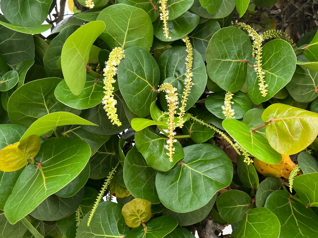 Laie Hawaii Temple-拉叶必去景点