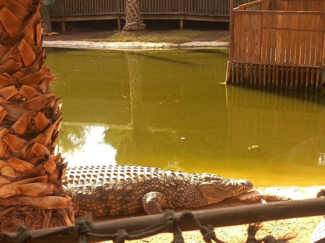Cango Wildlife Ranch-奥兹洪必去景点