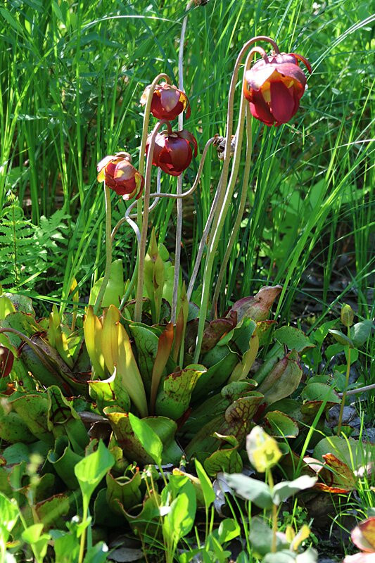 Wild Gardens of Acadia-阿卡迪亚国家公园必去景点