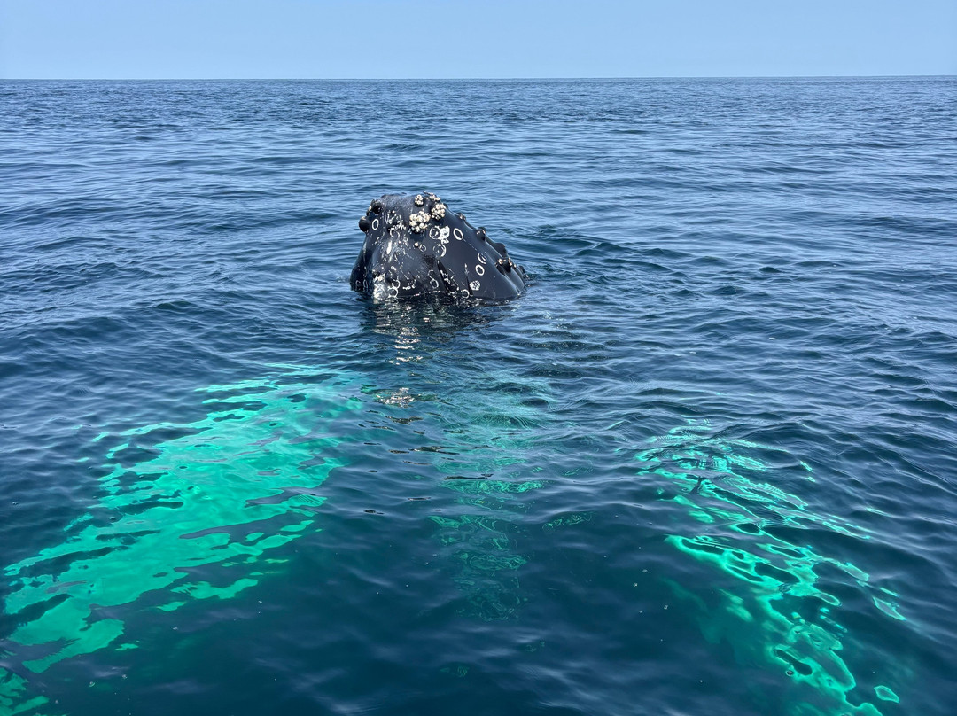 Discovery Sea Adventures-Bonavista必去景点