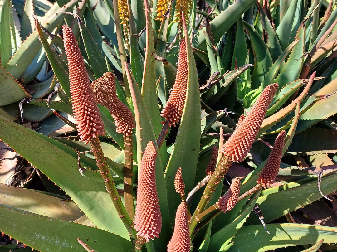 The Aloe Farm-哈特比斯普特必去景点
