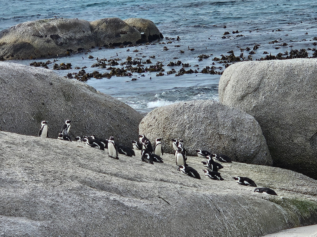 Boulders Beach Penguin Colony-西门镇必去景点