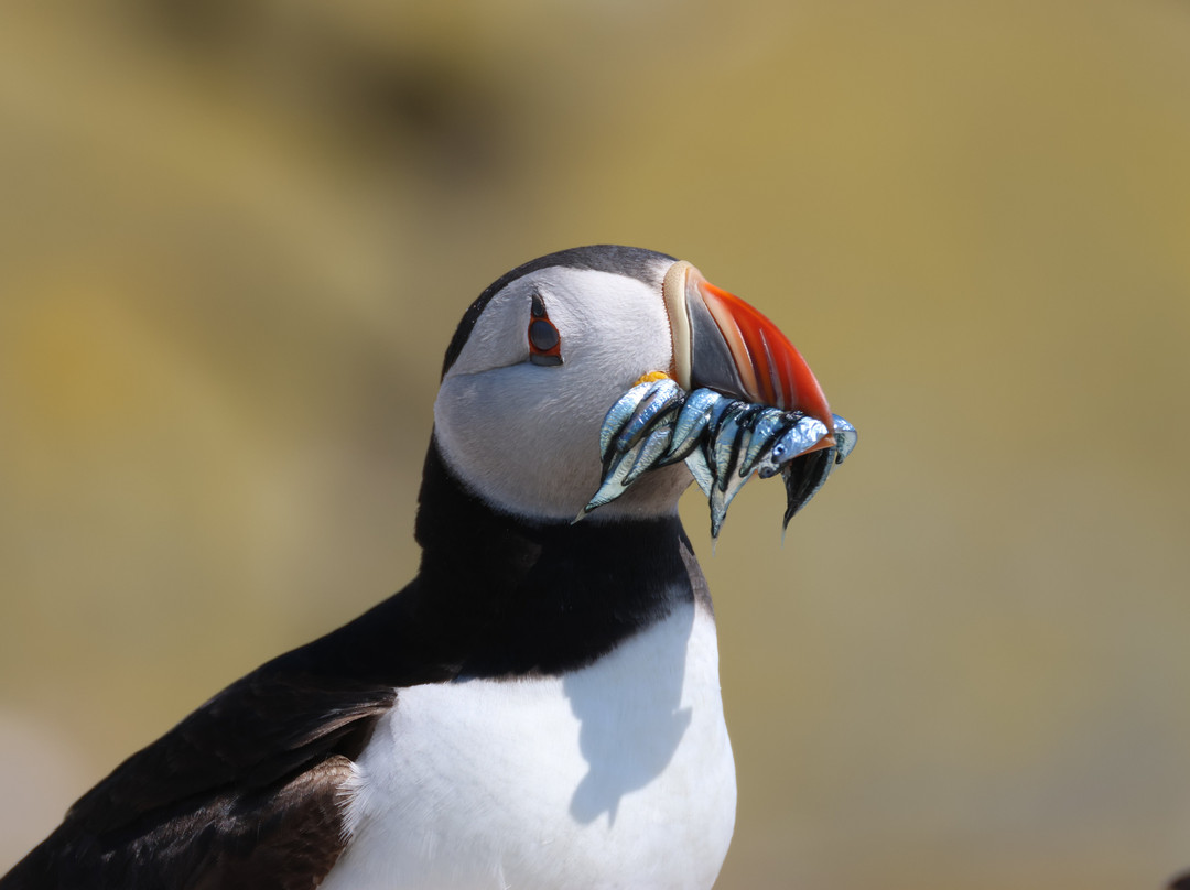 Serenity Farne Island Boat Tours-Seahouses必去景点