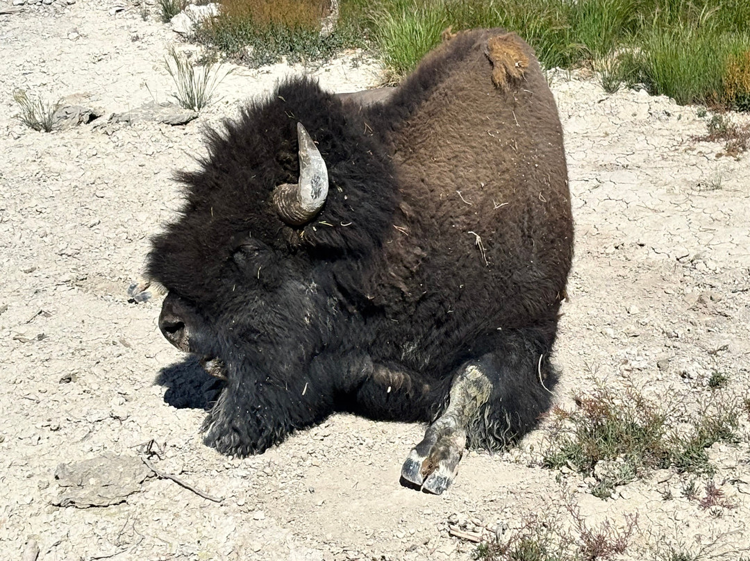 Buffalo Roam Tours - Day Tours-杰克逊必去景点