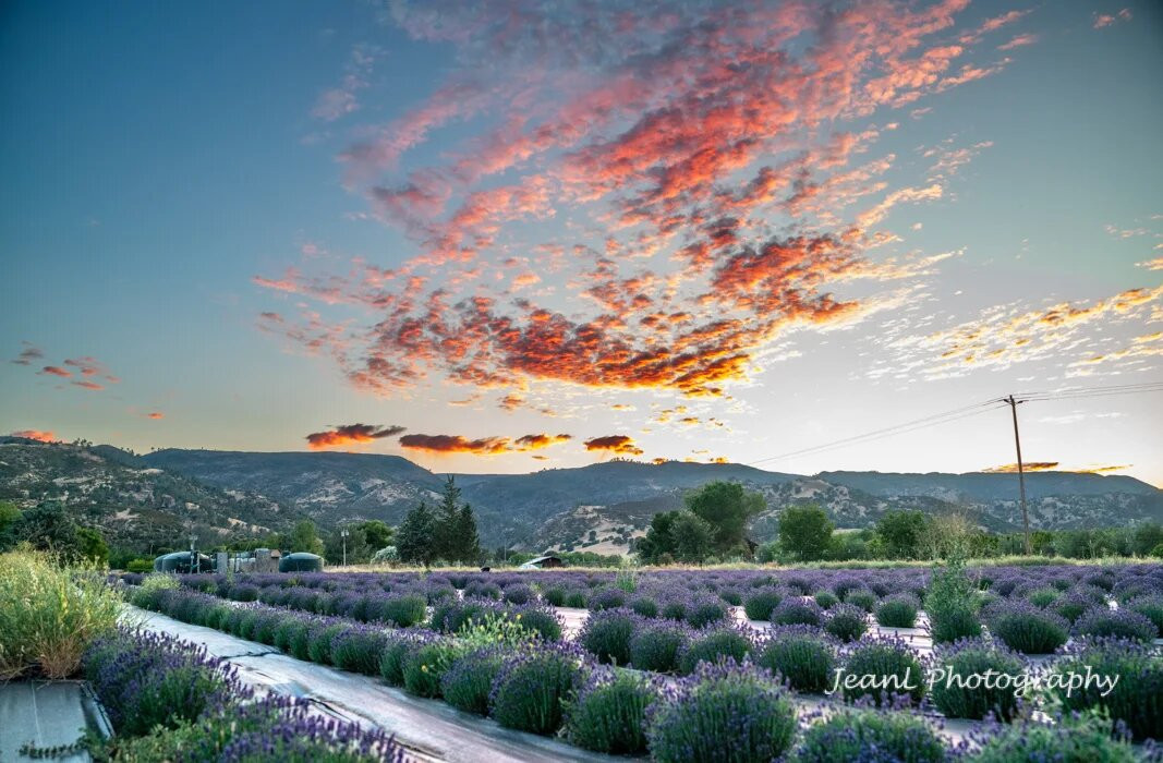 Farzaneh Valley Lavender-Guinda必去景点