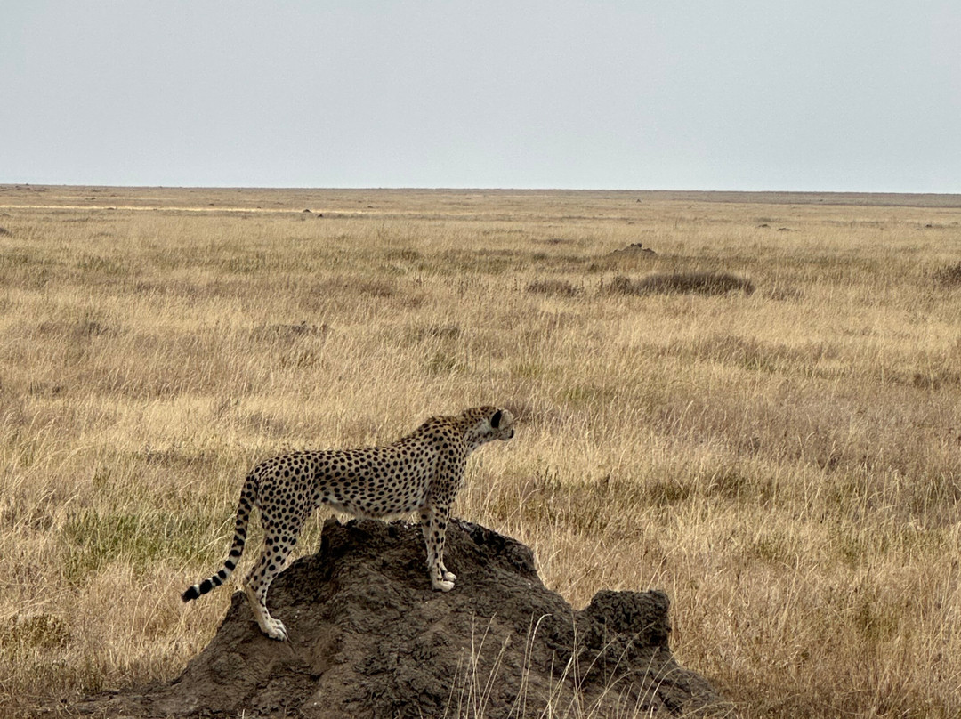 BADGER ADVENTURES TOURS & SAFARI-Arusha Chini必去景点